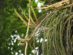 Tillandsia inopinata