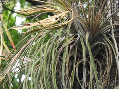 Tillandsia inopinata