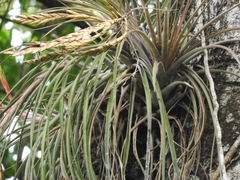 Tillandsia inopinata