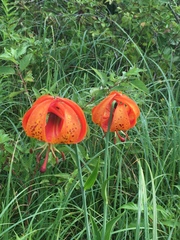 Lilium michiganense