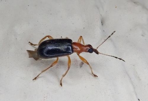 Eugnamptus angustatus photo 3
