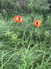 Lilium michiganense