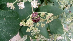 Graphosoma rubrolineatum