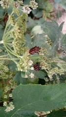Graphosoma rubrolineatum