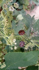 Graphosoma rubrolineatum