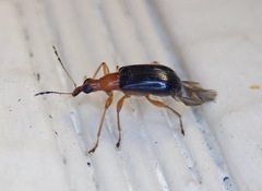 Eugnamptus angustatus