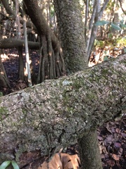 Ficus trichopoda