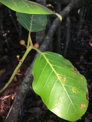 Ficus trichopoda