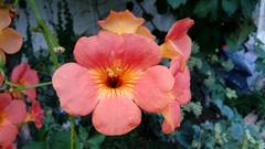 Campsis grandiflora