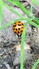 Harmonia axyridis
