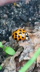 Harmonia axyridis