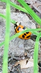 Harmonia axyridis