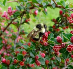 Bombus vagans bolsteri