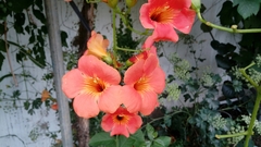 Campsis grandiflora