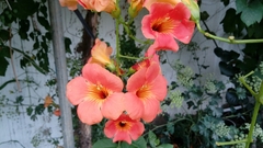 Campsis grandiflora