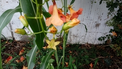 Campsis grandiflora