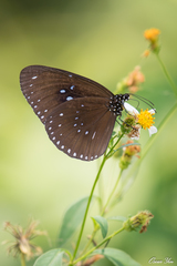 Euploea sylvester swinhoei