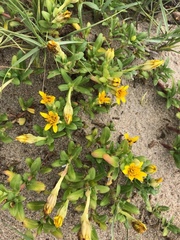 Pectis multiflosculosa