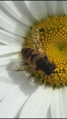 Eristalis tenax