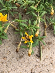 Pectis multiflosculosa