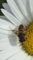 Eristalis tenax