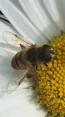 Eristalis tenax