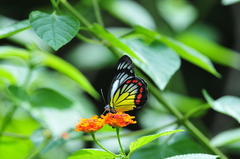 Delias hyparete luzonensis