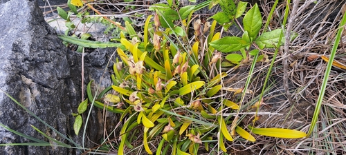 Masdevallia coriacea, photograph 5