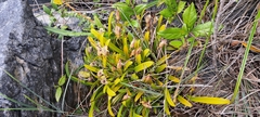 (c) Wilson Alexander Arteaga Mejía, some rights reserved (CC BY) Masdevallia coriacea, photograph (c) Wilson Alexander Arteaga Mejía, some rights reserved (CC BY)