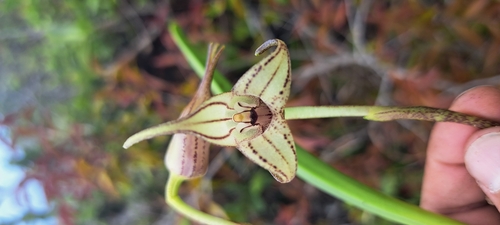 Masdevallia coriacea, photograph 6