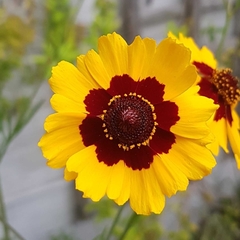 Coreopsis tinctoria tinctoria
