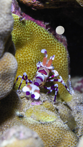 Hymenocera picta, 2024-11-21