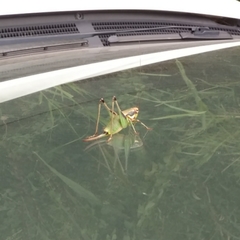 Eupholidoptera megastyla