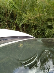 Eupholidoptera megastyla