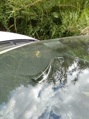 Eupholidoptera megastyla