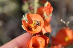 Andrena sphaeralceae