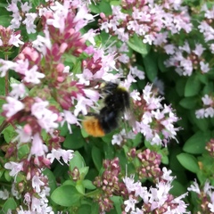 Bombus pratorum