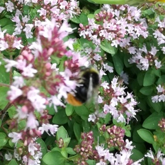 Bombus pratorum