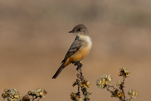 Say's Phoebe, photo 4 of 8