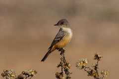 Say's Phoebe photo 4