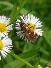 Campsomeriella annulata