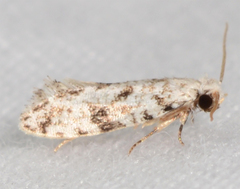Nemapogon auropulvella