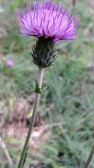 Cirsium filipendulum