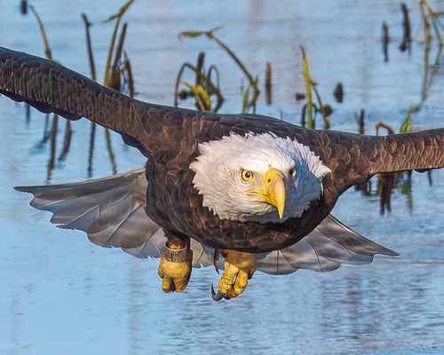 Bald Eagle photographed in Virginia