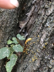 Megarhyssa macrurus icterosticta