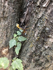 Megarhyssa macrurus icterosticta