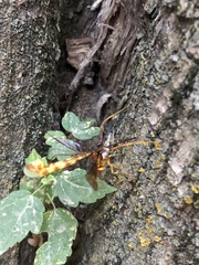 Megarhyssa macrurus icterosticta