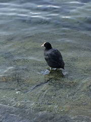 Fulica atra