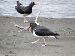 Haematopus leucopodus