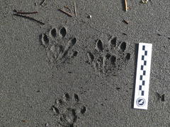 Lontra provocax